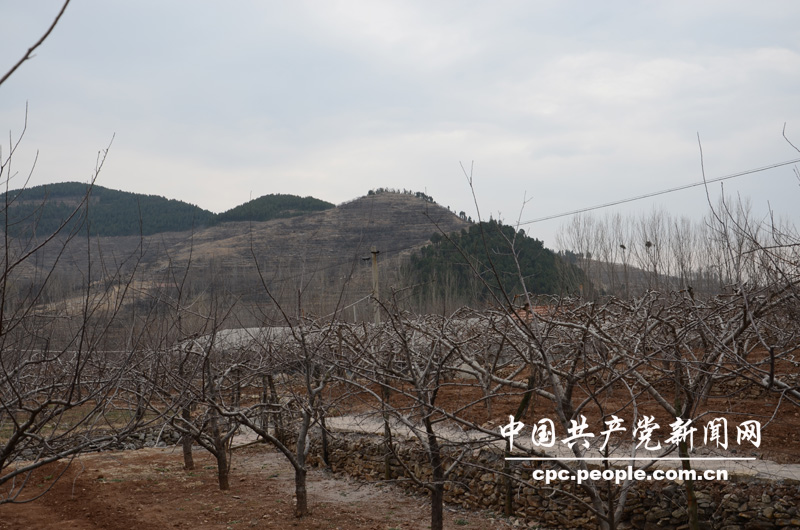 60年代初，張家泉村的近千畝山場，山高坡陡，光禿禿。朱彥夫上任村支書后，帶領(lǐng)村民重改黃山面貌，栽種果樹。圖為現(xiàn)在張家泉村的果樹林。人民網(wǎng)記者高雷 攝