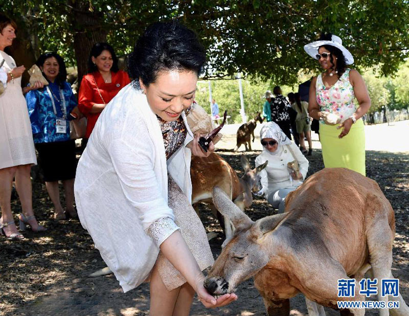 11月15日，中國國家主席習近平夫人彭麗媛在布裡斯班出席澳大利亞總理夫人瑪格麗特為G20與會各成員領導人配偶舉行的龍柏考拉園參觀活動。新華社記者 饒愛民 攝