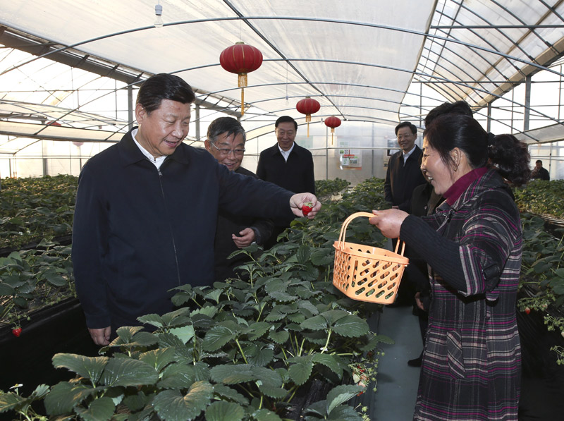 12月13日至14日，中共中央總書記、國家主席、中央軍委主席習近平在江蘇調研。這是13日下午，習近平在鎮(zhèn)江市丹徒區(qū)世業(yè)鎮(zhèn)先鋒村農業(yè)園草莓大棚，實地察看草莓生長情況。新華社記者 蘭紅光 攝