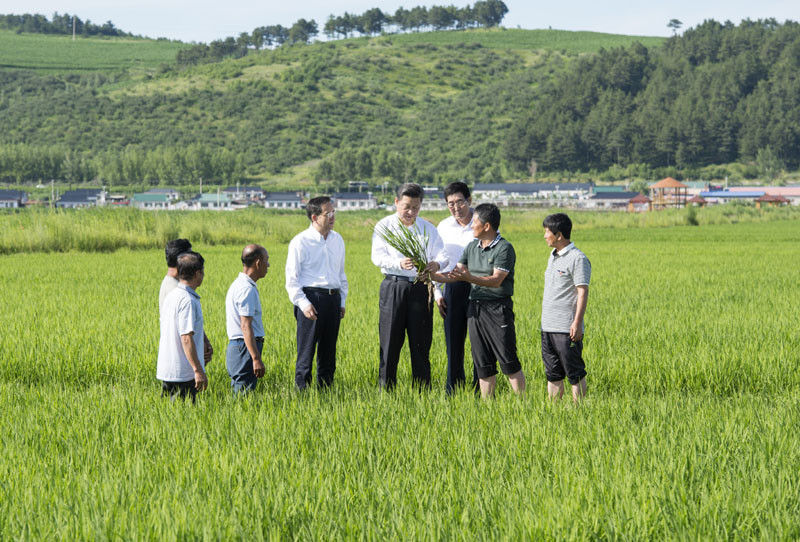 7月16日，習(xí)近平在延邊州和龍市東城鎮(zhèn)光東村稻田同村民和農(nóng)技人員交流。新華社記者 謝環(huán)馳 攝