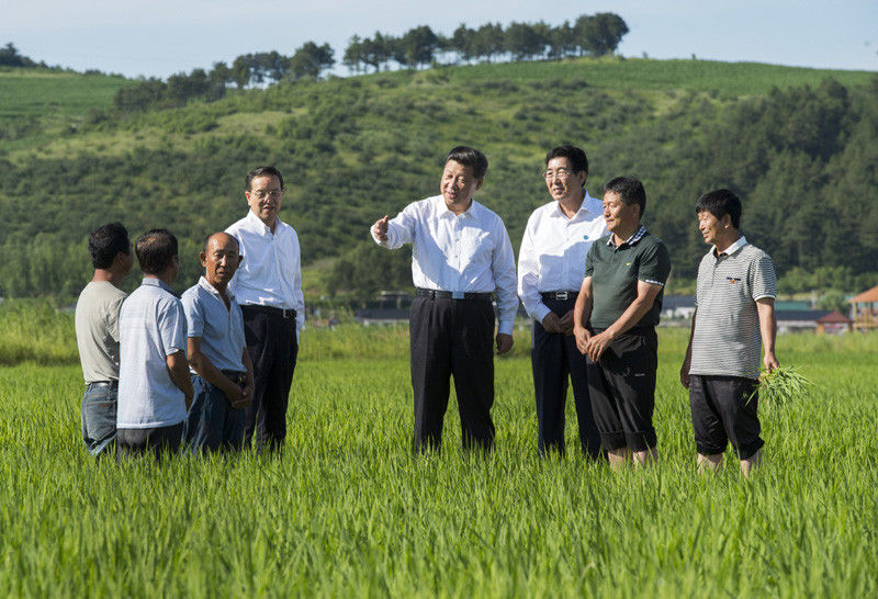 7月16日，習(xí)近平在延邊州和龍市東城鎮(zhèn)光東村稻田同村民和農(nóng)技人員交流。新華社記者 謝環(huán)馳 攝