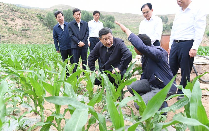 6月21日，中共中央總書記、國家主席、中央軍委主席習(xí)近平到山西考察調(diào)研。這是習(xí)近平在忻州市岢嵐縣趙家窪村察看玉米長勢。新華社記者 李學(xué)仁 攝