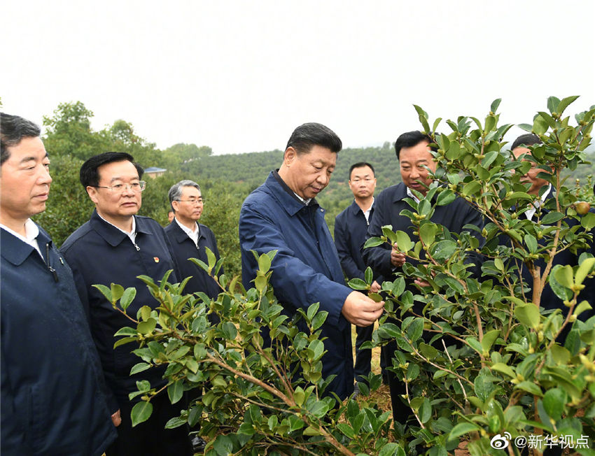 9月17日，中共中央總書記、國家主席、中央軍委主席習(xí)近平前往河南省光山縣司馬光油茶園和文殊鄉(xiāng)東岳村，考察調(diào)研當(dāng)?shù)孛撠毠怨ぷ鞒尚Ш椭修k在光山縣扶貧工作情況，看望慰問老區(qū)群眾。這是習(xí)近平在司馬光油茶園考察調(diào)研。 新華社記者 謝環(huán)馳 攝