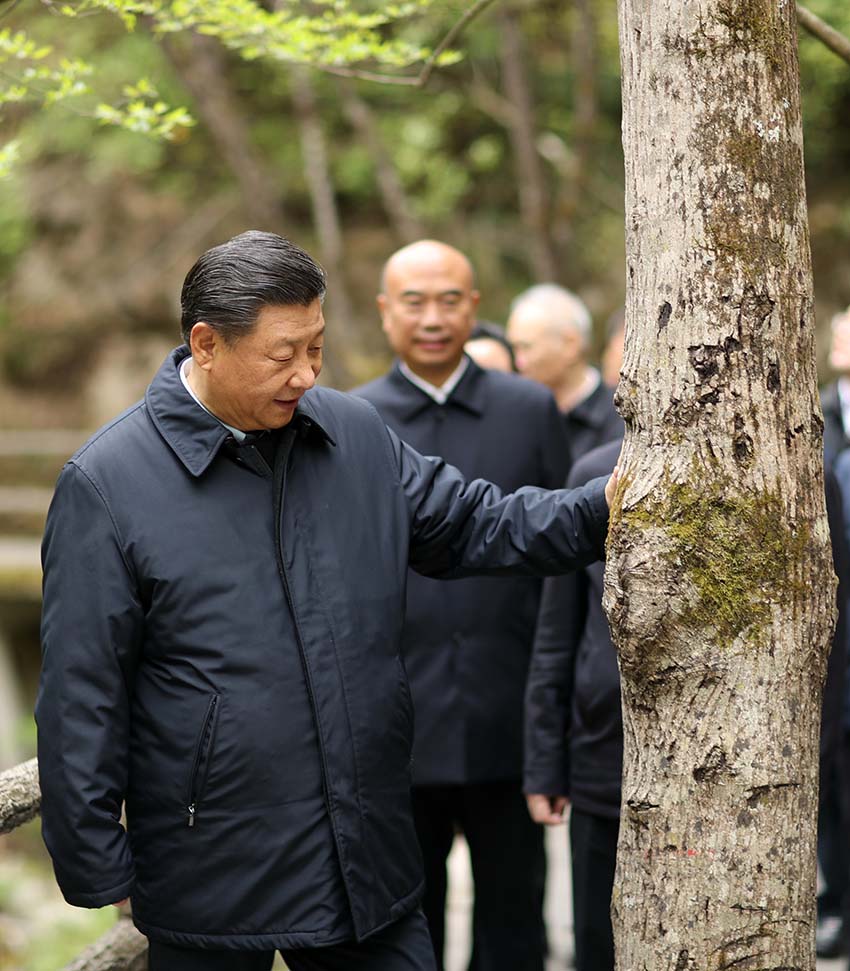 4月20日，中共中央總書記、國家主席、中央軍委主席習近平在陝西考察調(diào)研。這是習近平在位於商洛市柞水縣的秦嶺牛背梁國家級自然保護區(qū)，考察秦嶺生態(tài)保護情況。 新華社記者 鞠鵬 攝