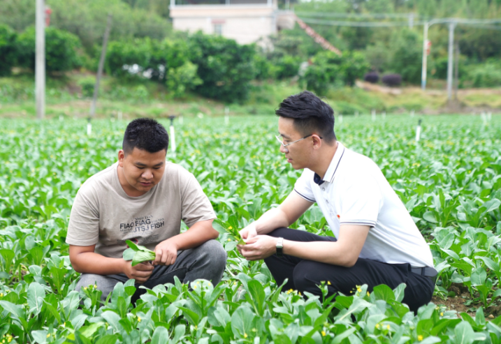 梅縣區(qū)白渡鎮(zhèn)農業(yè)站工作人員指導農戶種植蔬菜。