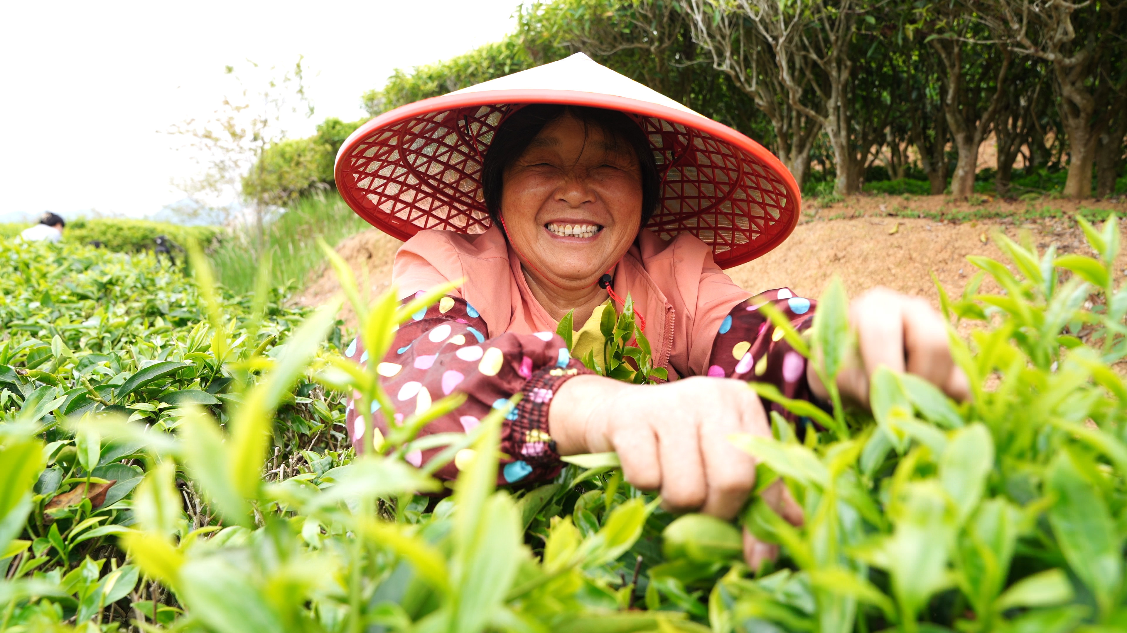 梅縣區(qū)梅西鎮(zhèn)茶農搶抓農時採茶忙。