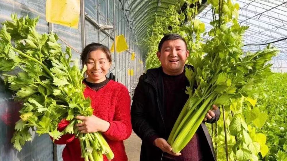 青銅峽市峽口鎮(zhèn)趙渠村的蔬菜大棚裡，芹菜長勢喜人。魏鵬 攝