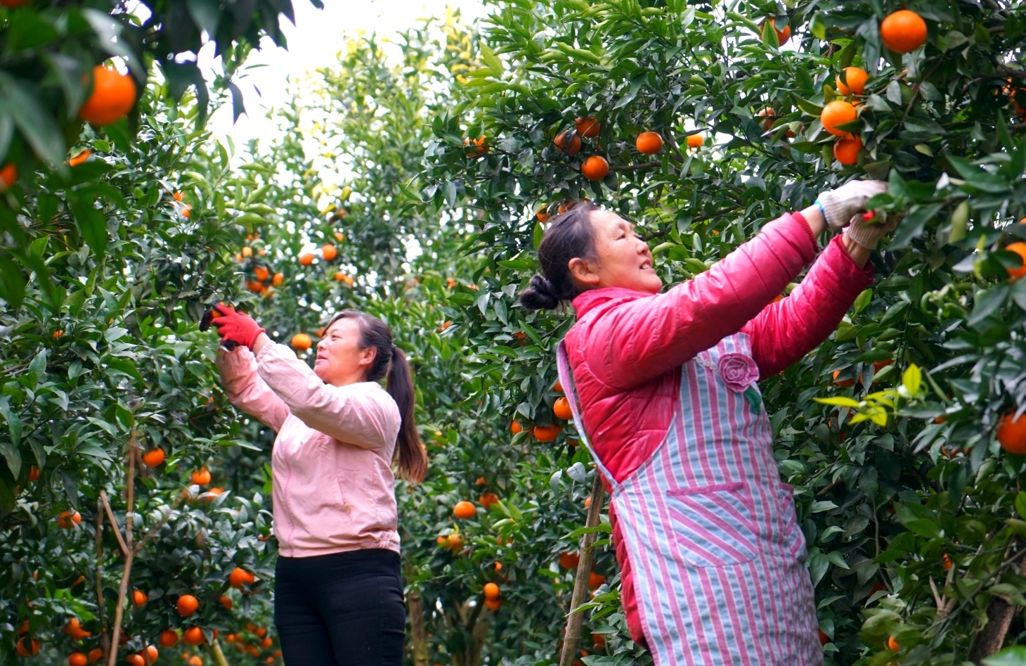 高縣來復(fù)鎮(zhèn)太平村，村民們忙著採(cǎi)摘沃柑，一派豐收的喜悅。