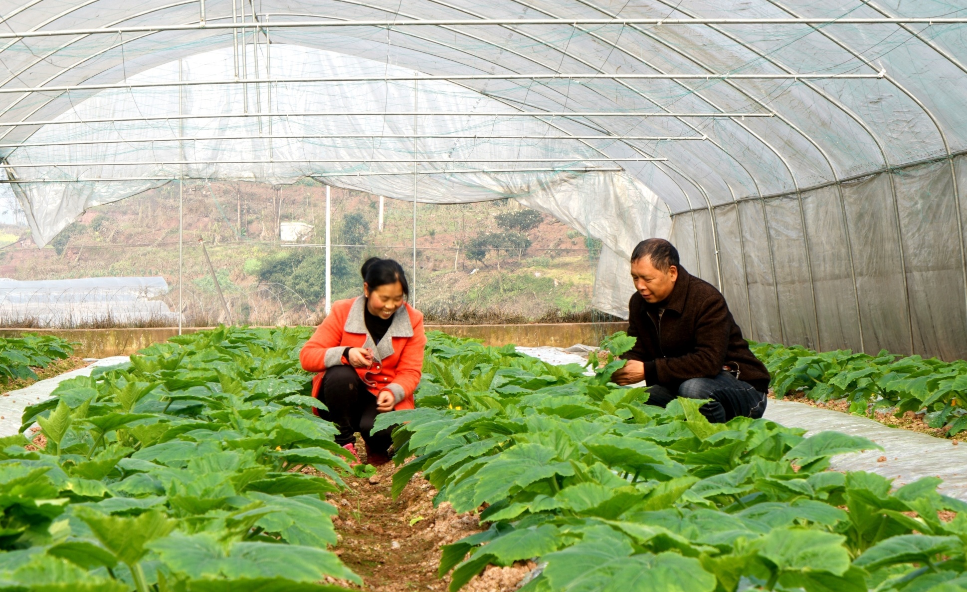 在高縣羅場(chǎng)鎮(zhèn)新集社區(qū)，菜農(nóng)們搶抓農(nóng)時(shí)進(jìn)行苗期管理，確保蔬菜搶早上市。