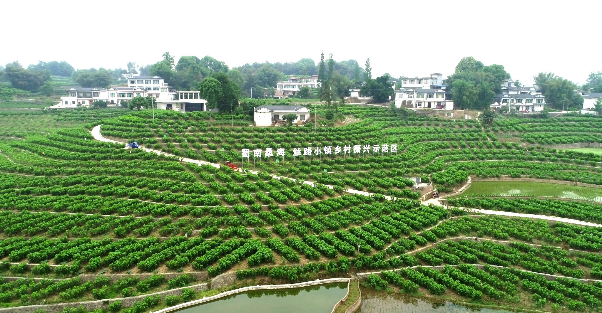 仲夏時(shí)節(jié)，高縣嘉樂鎮(zhèn)人民村一派綠意盎然，成片桑園隨風(fēng)起伏。