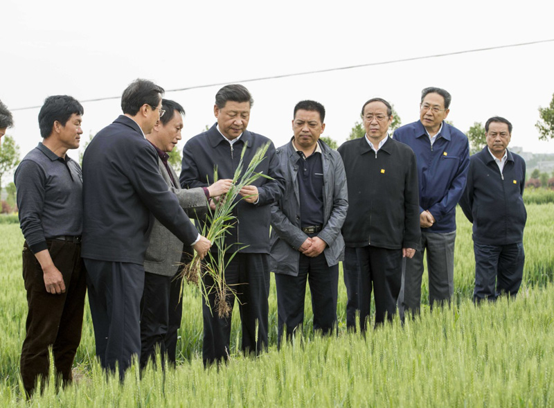 2016年4月25日下午，習(xí)近平在安徽滁州市鳳陽縣小崗村察看小麥長勢。左一為種糧大戶程夕兵。新華社記者 李學(xué)仁 攝