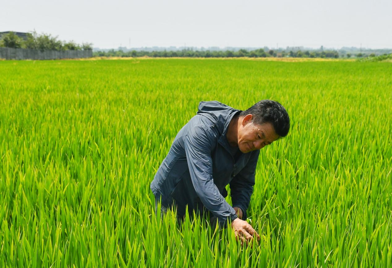 程夕兵在農(nóng)田里檢查水稻種植情況。人民網(wǎng)記者 周坤 攝