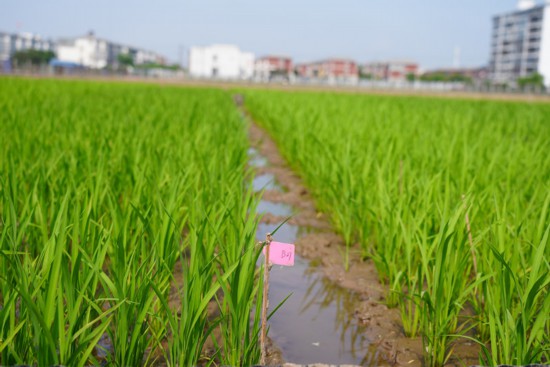 水稻基地。江帆攝