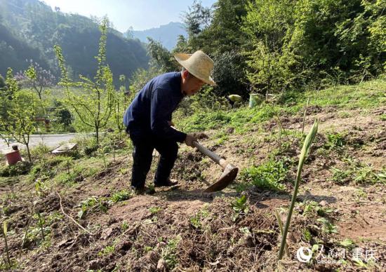 陳朋在黃精地裡鋤草。人民網(wǎng) 劉政寧攝